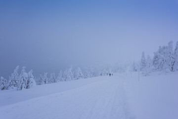 snow covered trees