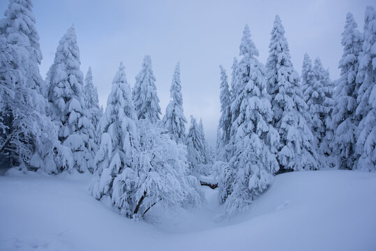 snow covered trees © Jakub