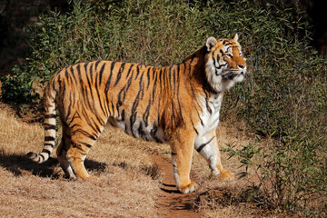 Fototapeta na wymiar Alert Bengal tiger (Panthera tigris bengalensis) in early morning light.