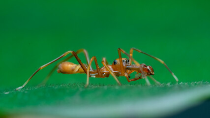 red ant on leaf