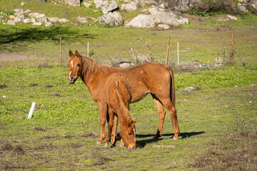 Fototapeta premium Close-up photo of a foal walking and eating close to her mother
