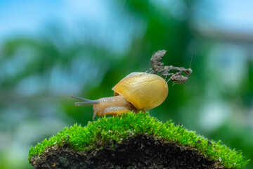 snail on a leaf