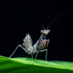 green praying mantis