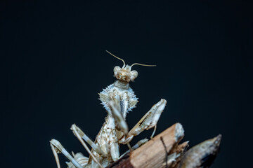 butterfly on a flower