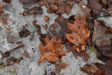 oak leaves on the ground