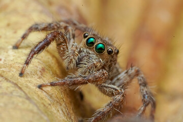 spider on the web