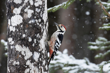 Male White-backed woodpecker (Dendrocopos leucotos) climbing and looking for some food on Aspen tree during snowfall. 