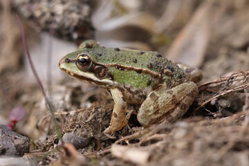 Wasserfrosch