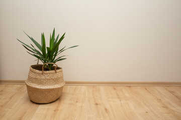 plant in the interior