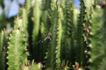 close up of cactus with spider in 