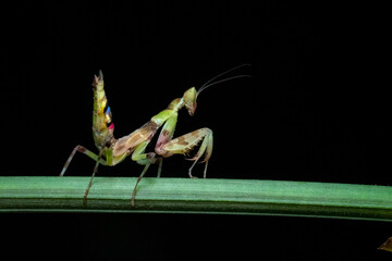praying mantis