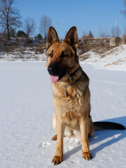 German shepherd sitting on a white snow-covered lake.