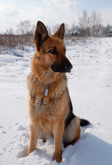 German shepherd dog sits on a snowy field on a sunny winter day.