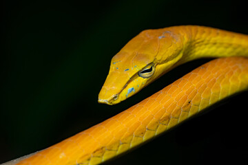 close up of a green snake