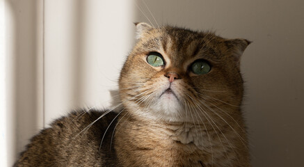 golden scottish fold cat with green eyes