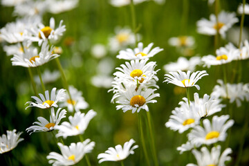Fototapeta premium Chamomiles on a dark green background. Group of chamomiles
