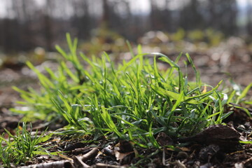 Waldboden in den Baumbergen im Münsterland