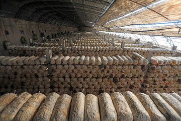 Mushroom sticks in the greenhouse, North China