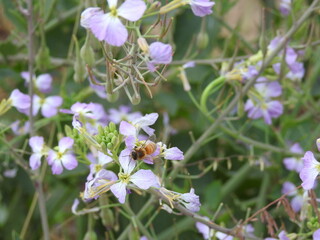 Western honey bee pollinating a flowering wild radish plant in Santa Barbara County, California.