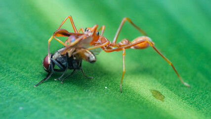 ant on a green leaf