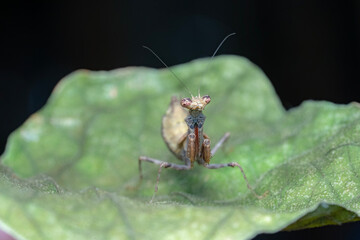 ant on a leaf