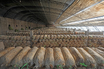 Mushroom sticks in the greenhouse, North China
