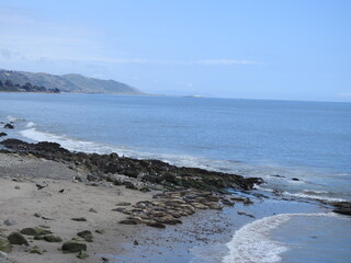 Harbor seals resting on the shores of the Pacific Ocean, in Carpinteria, Santa Barbara County, California.