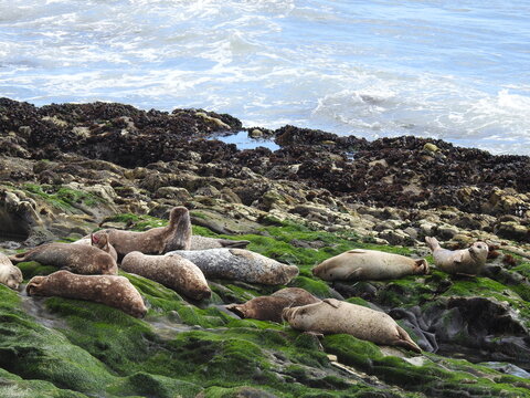 Harbor seals resting on the shores of the Pacific Ocean, in Carpinteria, Santa Barbara County, California.