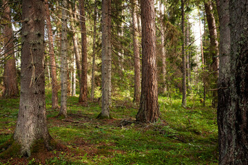 Coniferous forest with tall trees on a summer day in Estonia, Northern Europe. 