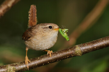 Close up of a Wren holding a caterpillar.  Scientific name Troglodytes troglodytes. 