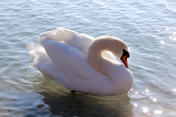 Beautiful young swan swim by the shore