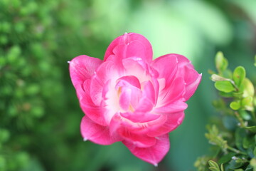 pink rose during spring