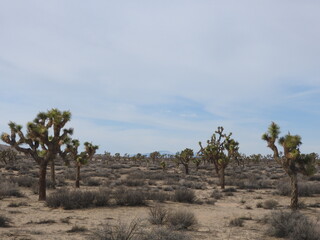 The beautiful scenery of the Mojave Desert, California.