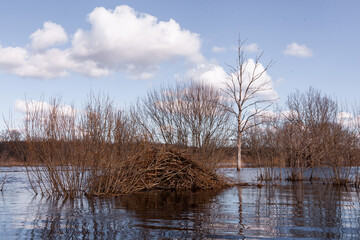 A large conical shaped Eurasian beaver lodge during spring flood in Soomaa National Park, Estonia. 
