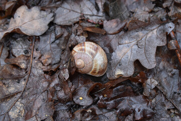 snail on withered leaves