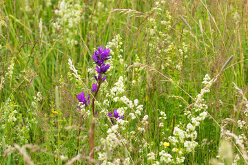 Beautiful and common Clustered bellflower (Campanula glomerata) flowering on a lush Estonian meadow during summertime. 