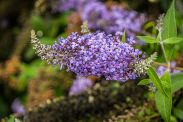 Purple butterfly bush closeup