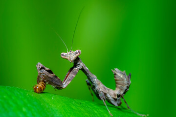 green praying mantis