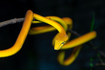 snake in the tree