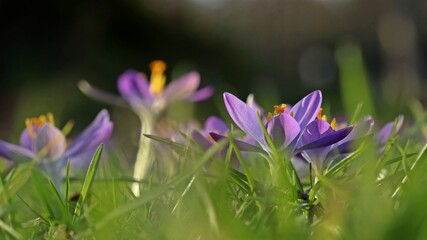 Violette Dalmatiner Krokusse (Crocus tommasinianus).