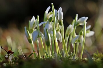 Schneeglöckchen (Galanthus nivalis) direkt nach dem Austrieb
