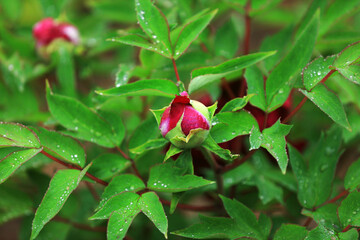 Blooming peonies in the park, China