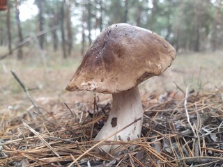 boletus edulis mushroom