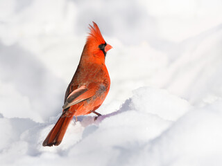 Male Northern Cardinal Standing on Snow, Portrait in Winter