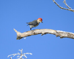 Red-bellied Woodpecker Jumping on Tree Branch in Winter on Blue Sky