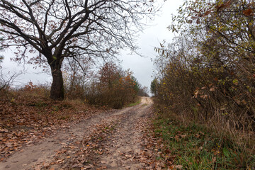 Autumn road, yellow trees, fallen leaves. Track in the forest.
