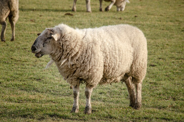 Schaf auf einer Wiese
