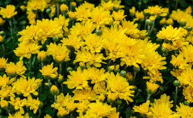 yellow flowers background