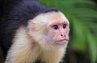 Naklejka premium long macaque