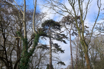A woodland landscape with old trees and an evergreen pine